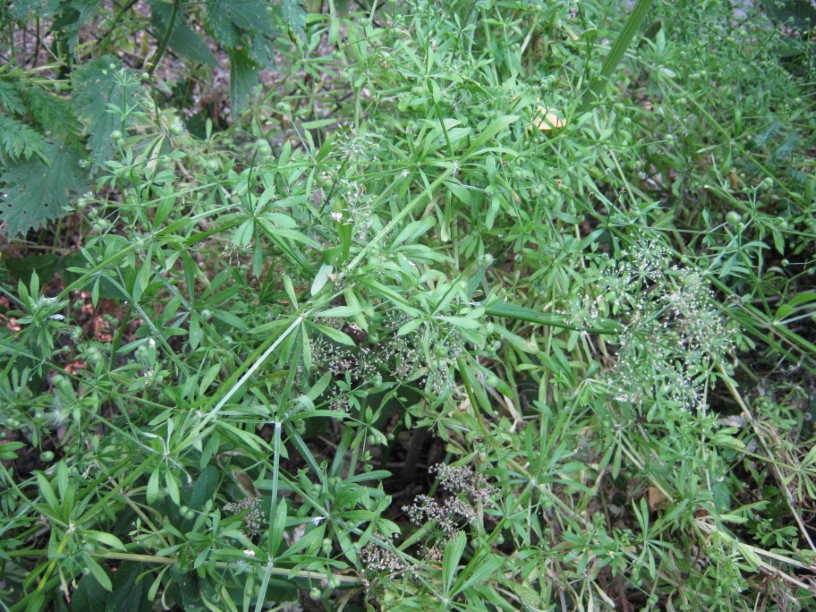 Galium aparine - Hortus Alkmaar - Foto: Hortus Alkmaar