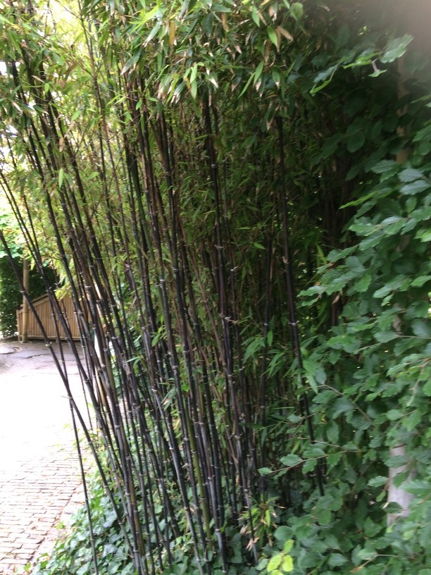 Comorama opgroeien toonhoogte Zwarte bamboe | NVBT