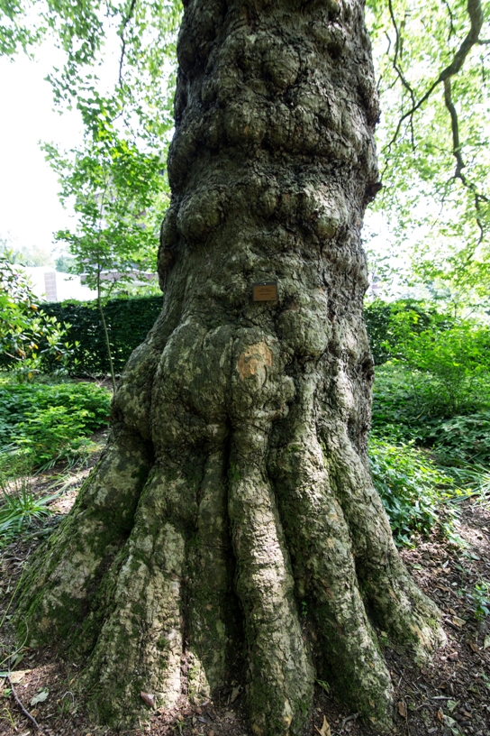 Salvaged Wood Tall Squares - Botanicus Green