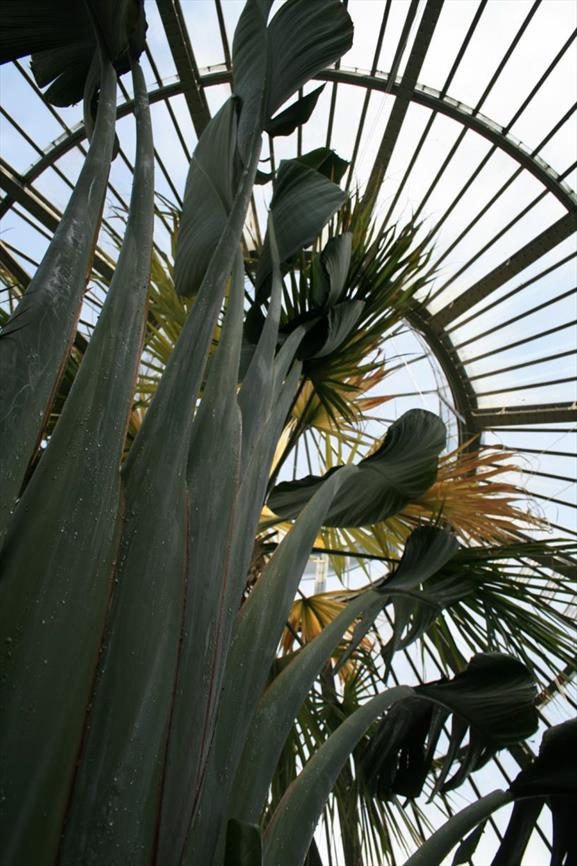 Ravenala madagascariensis - Wikispecies