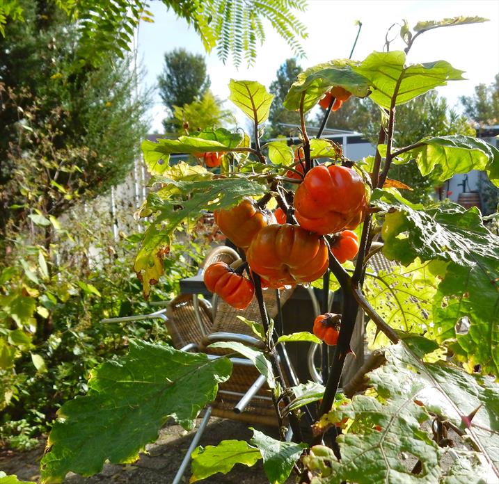Solanum aethiopicum - Hortus Alkmaar, botanic garden - Foto: Rutger Polder