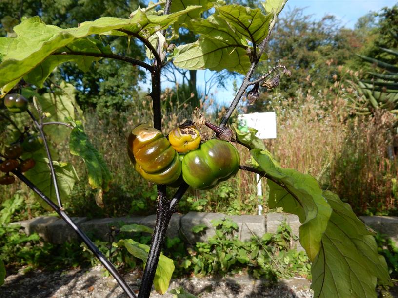 Solanum aethiopicum - Hortus Alkmaar, botanic garden - Foto: Rutger Polder