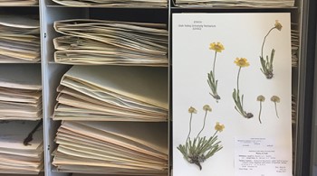 UVU Herbarium Collection